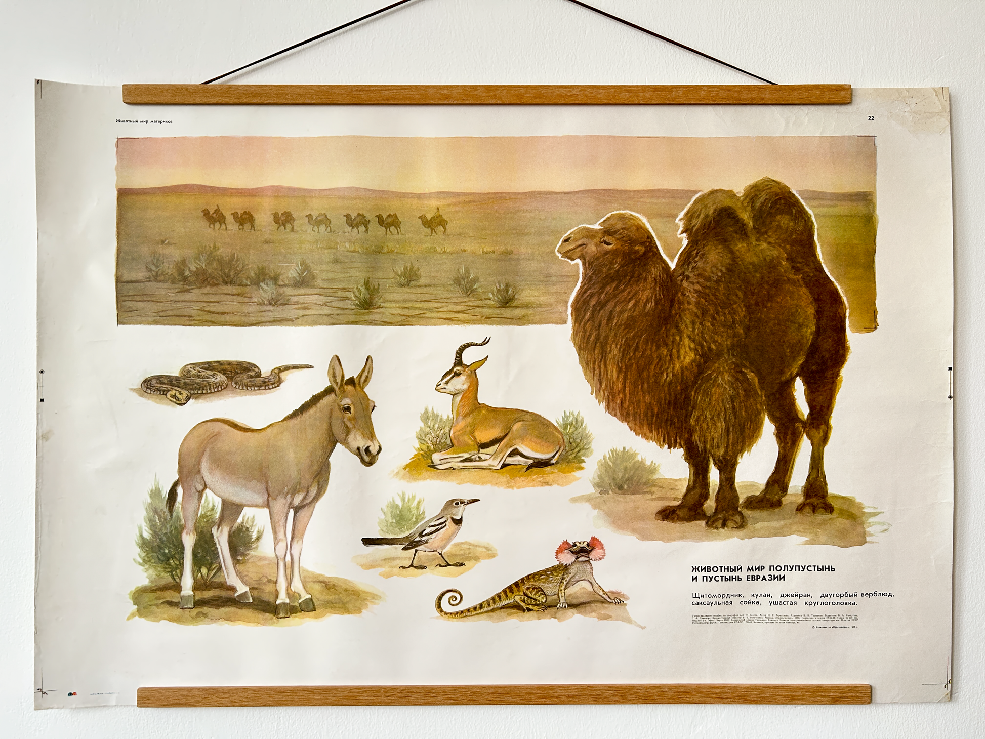 Soviet Vintage Educational Wildlife Poster depicting Eurasian Desert Animals: Camel, Gloydius Snake, Toad-headed Agama, Gazelle, Jay bird