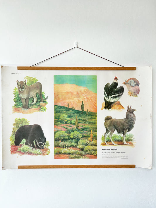 Soviet vintage illustrated educational poster depicting nature and wildlife of the Andes with landscape and animals: llama, bear, puma, vulture and mouse prey