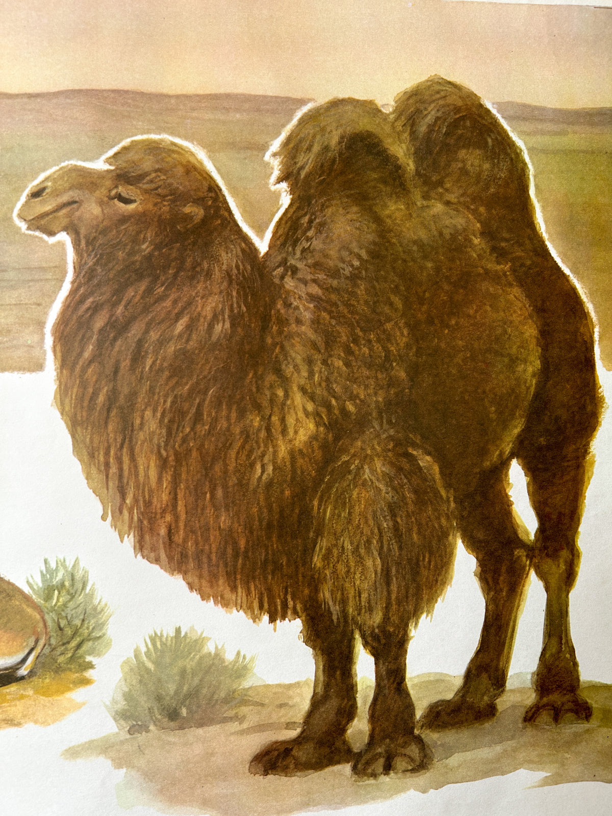 Detail of a USSR educational wildlife school poster depicting a watercolour illustration of a double-humped camel standing in a Eurasian desert landscape with sparse shrubs and a pale sky.