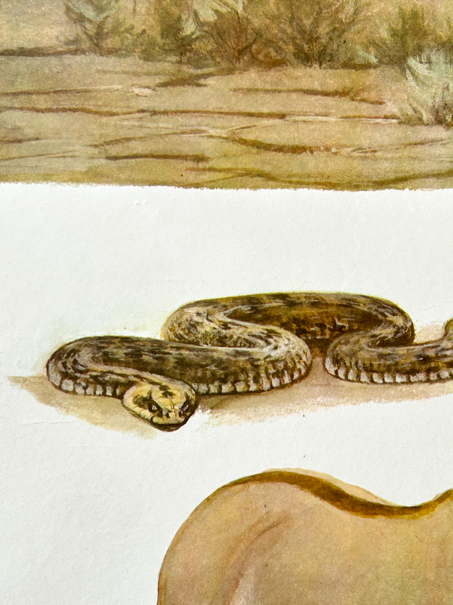 Vintage watercolour illustration of a snake coiled on the ground with a naturalistic background