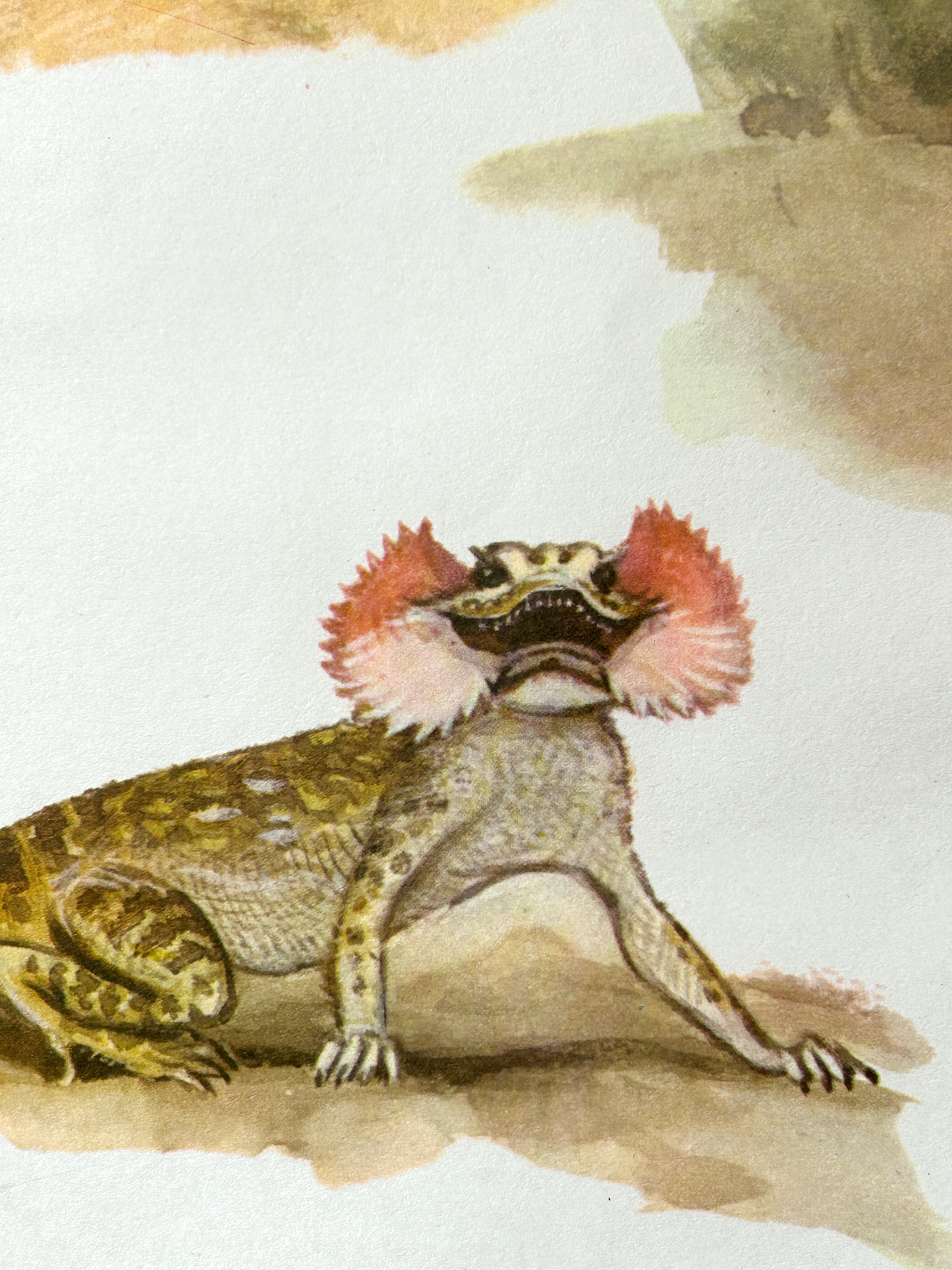 Vintage watercolour illustration of a toad-headed agama