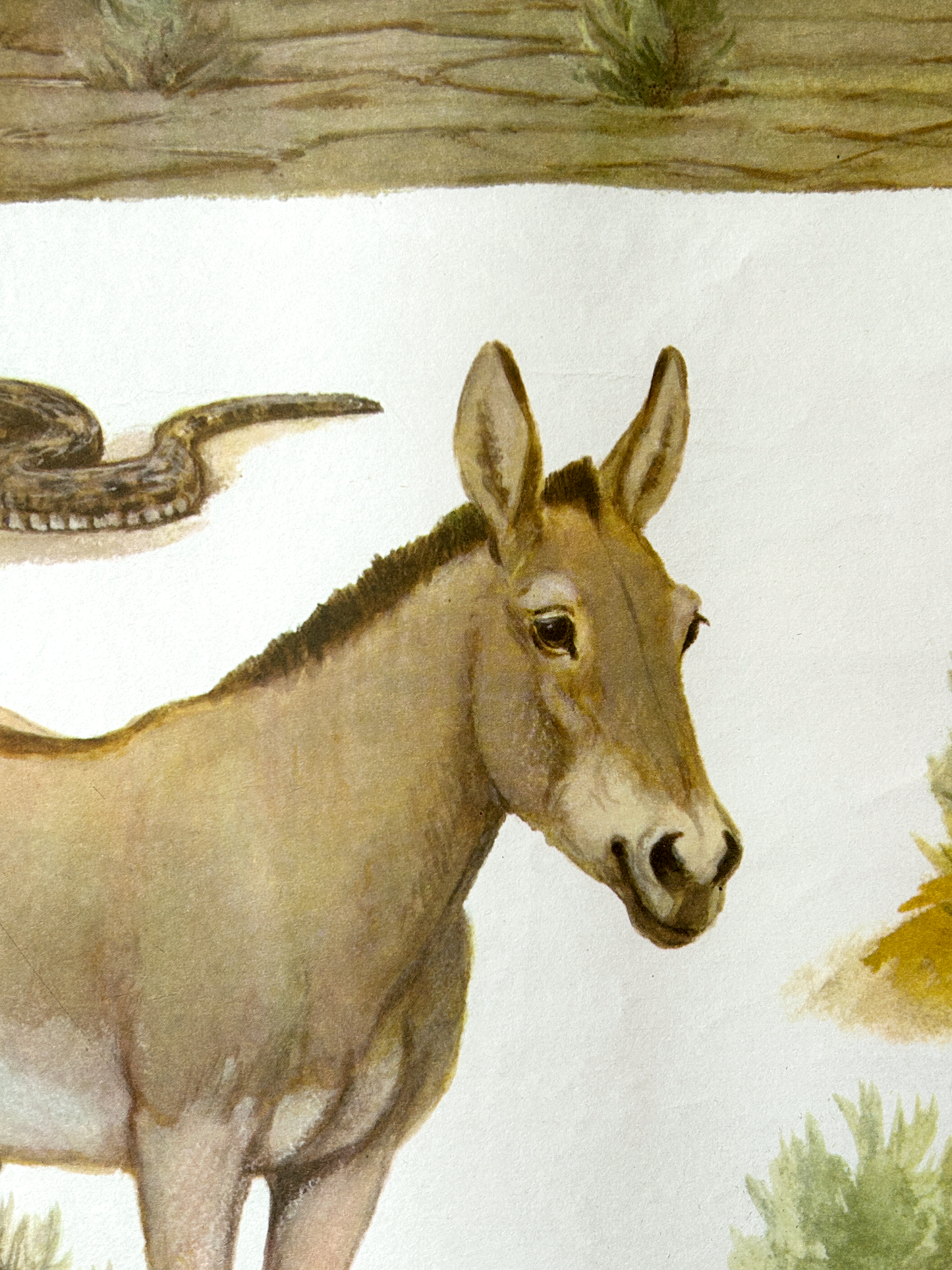 Original Soviet Vintage Educational Wildlife Poster – Eurasian Desert Animals: Camel, Gloydius Snake, Toad-headed Agama, Gazelle, Jay | USSR School Chart