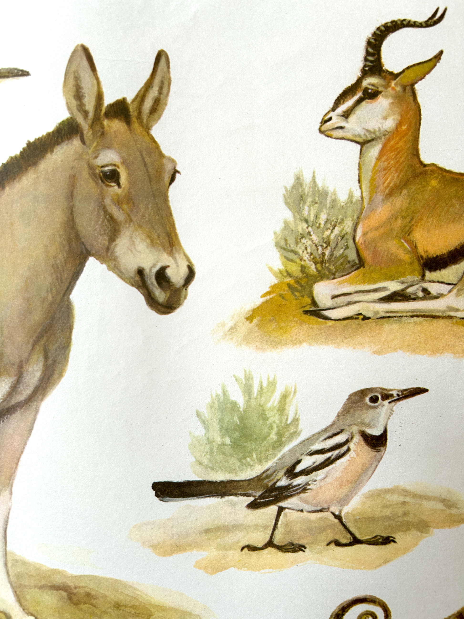 Illustration of a donkey, gazelle, and bird on a white background