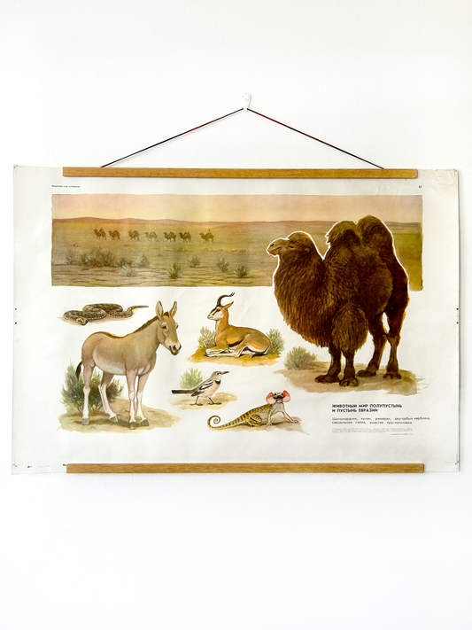 Soviet Vintage Educational Wildlife Poster depicting Eurasian Desert Animals: Camel, Gloydius Snake, Toad-headed Agama, Gazelle, Jay 