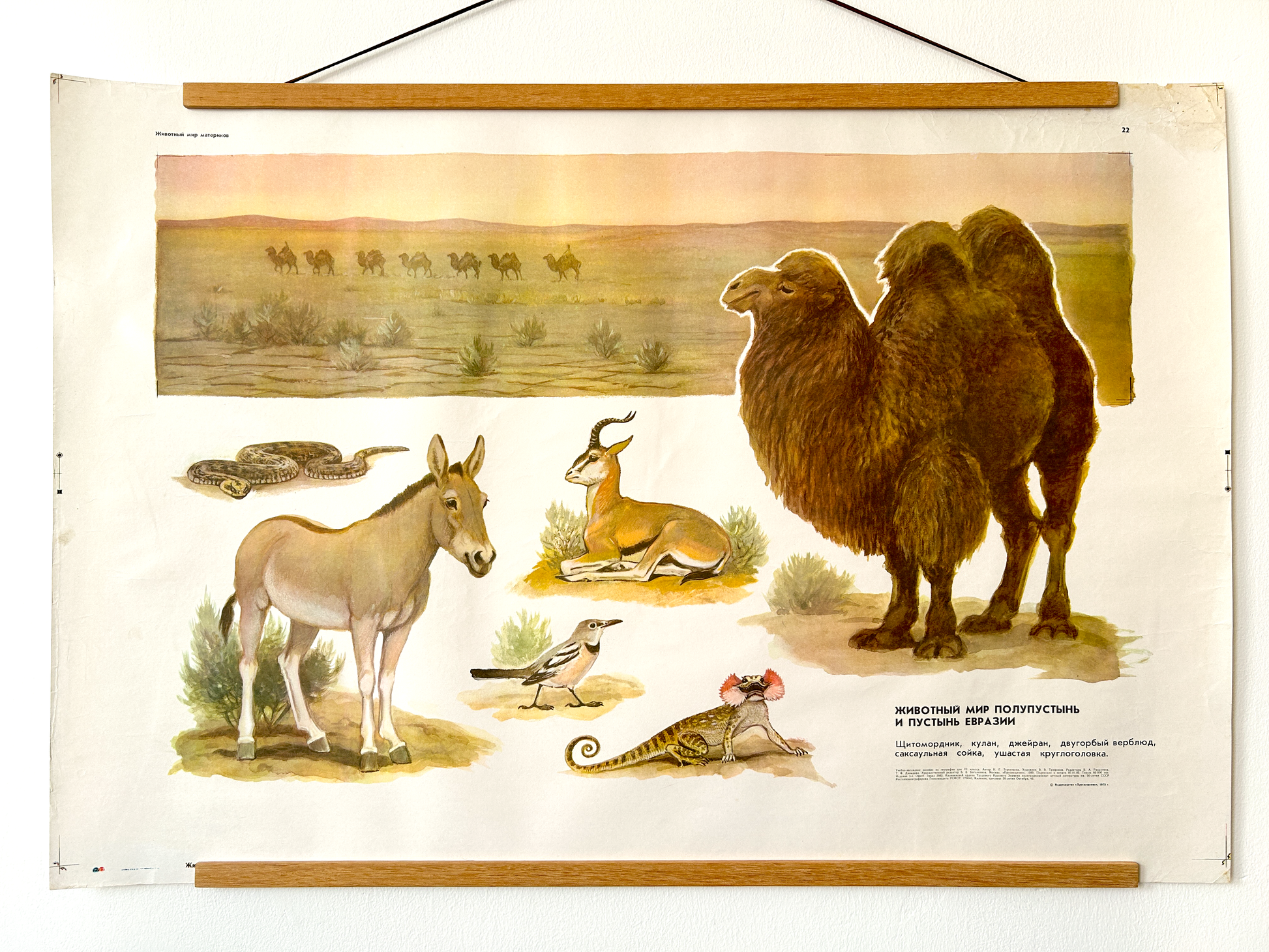 Soviet Vintage Educational Wildlife Poster depicting Eurasian Desert Animals: Camel, Gloydius Snake, Toad-headed Agama, Gazelle, Jay bird