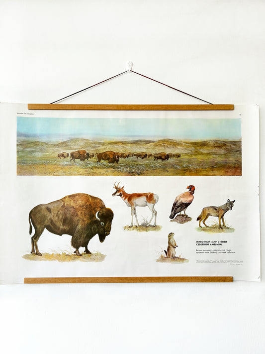 A Soviet vintage educational poster with illustrations of a North American prairie ecosystem: bison, vulture, coyote, pronghorn antelope, and prairie dog.