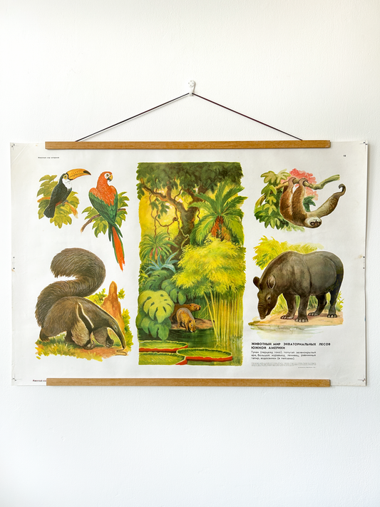 An original Soviet vintage educational poster depicting the landscape and animal world of South American equatorial forests: sloth, capybaras, anteater, macaw, toucan and tapir.