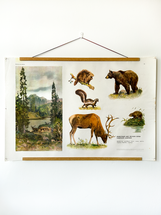 Soviet vintage educational poster featuring illustrations of the following animals commonly found in the North American forest ecosystem: North American porcupine, skunk, wapiti elk, baribal bear (American black bear), and muskrat.