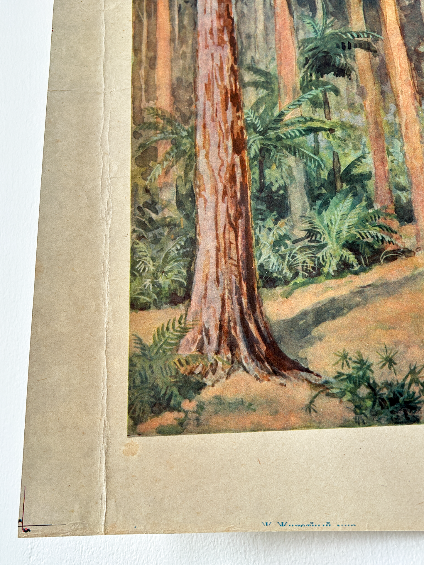 Original Soviet Vintage Educational Wildlife Poster – Animal World of Australian Rainforests: Platypus, Koala, Echidna, Cuscus, Lyrebird | USSR School Chart