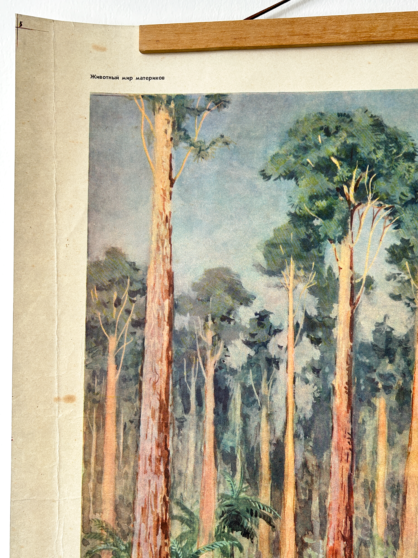 Original Soviet Vintage Educational Wildlife Poster – Animal World of Australian Rainforests: Platypus, Koala, Echidna, Cuscus, Lyrebird | USSR School Chart