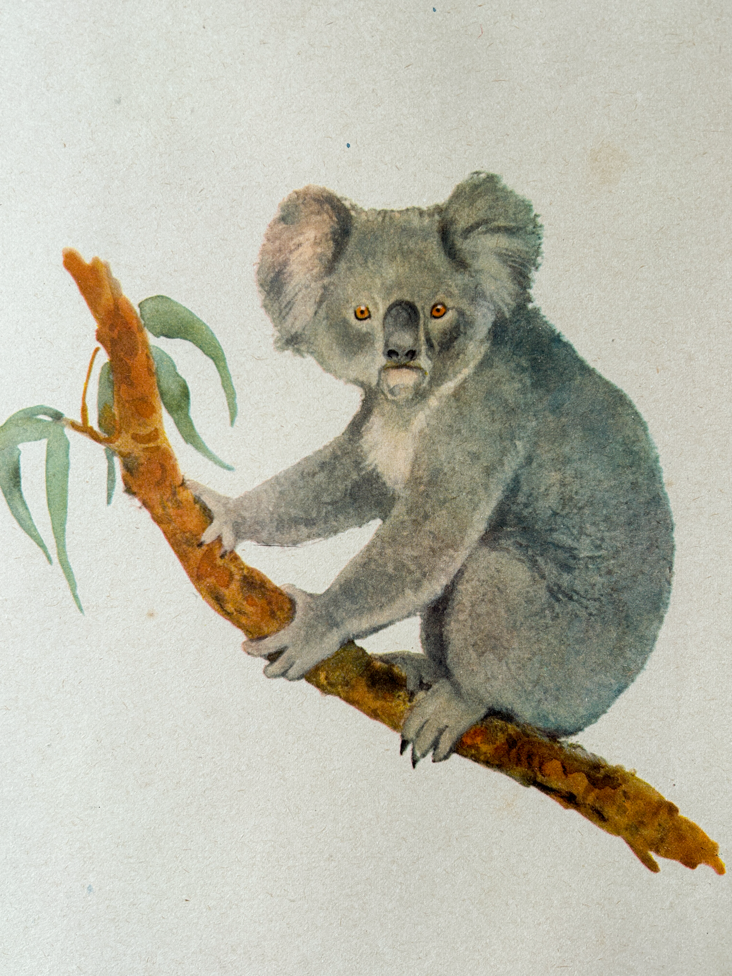 Original Soviet Vintage Educational Wildlife Poster – Animal World of Australian Rainforests: Platypus, Koala, Echidna, Cuscus, Lyrebird | USSR School Chart