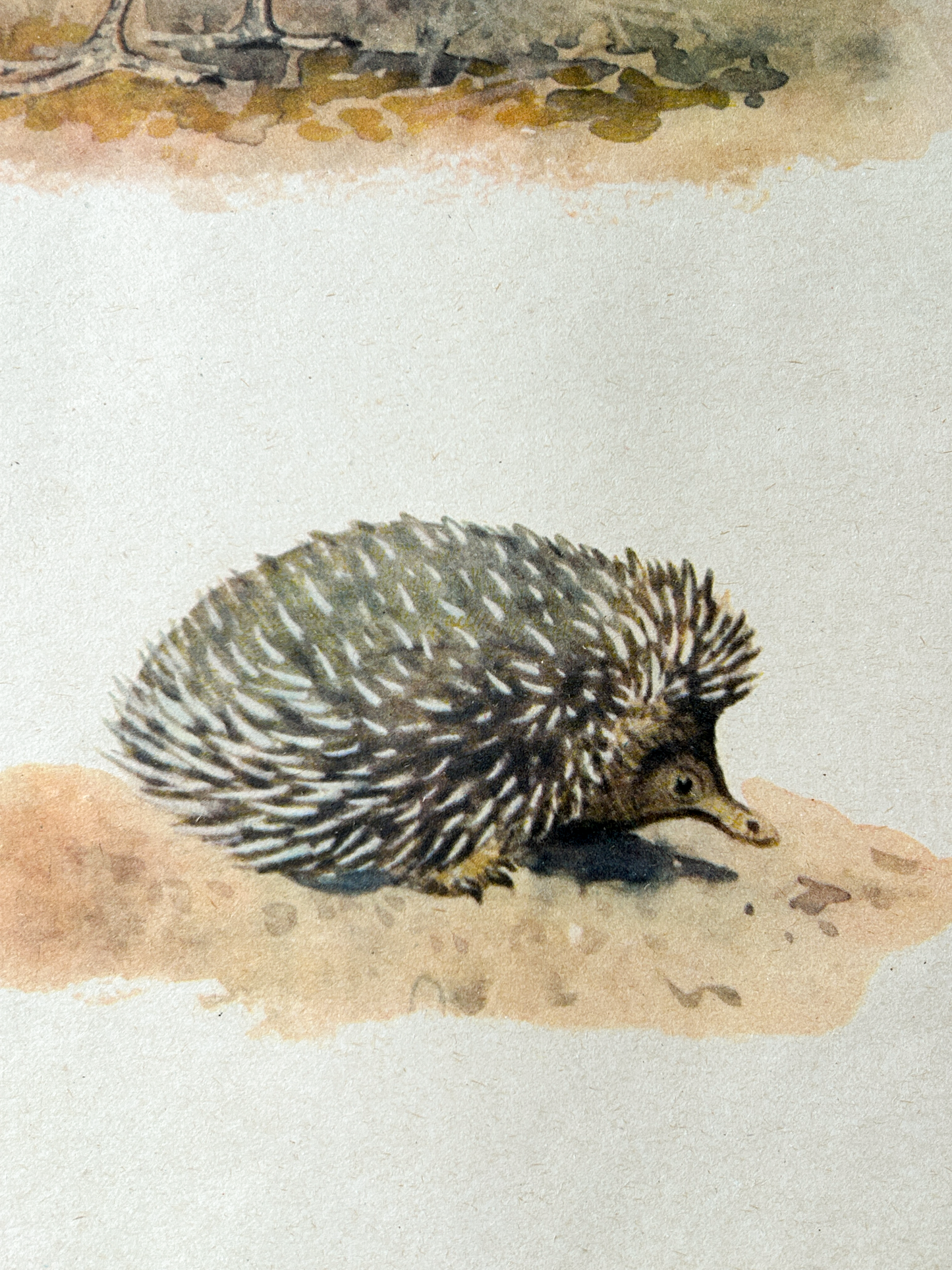 Original Soviet Vintage Educational Wildlife Poster – Animal World of Australian Rainforests: Platypus, Koala, Echidna, Cuscus, Lyrebird | USSR School Chart