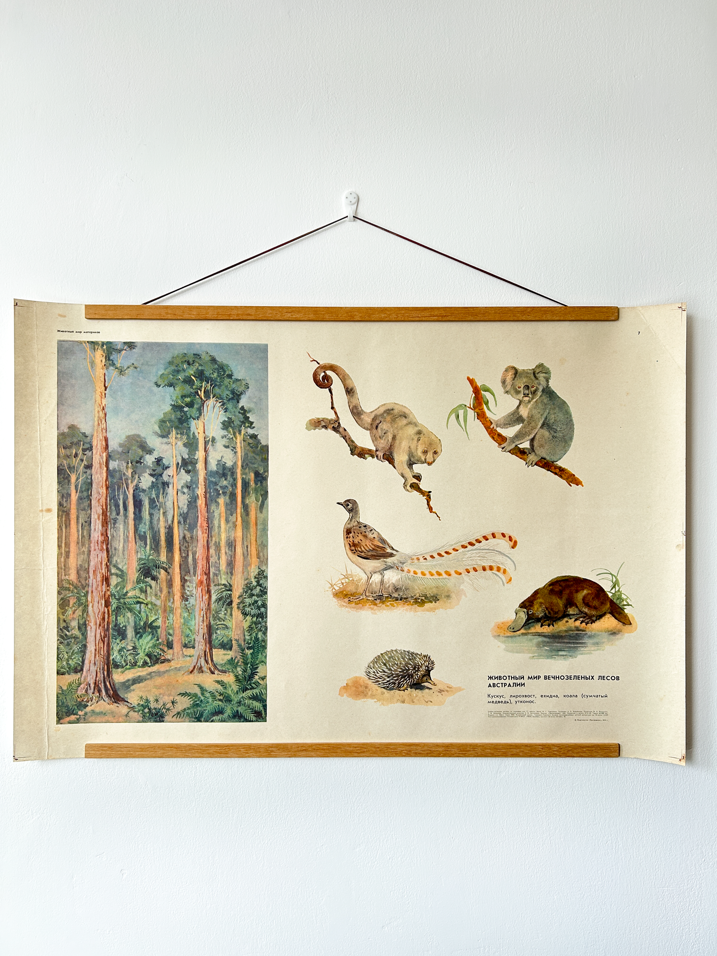 Original Soviet Vintage Educational Wildlife Poster – Animal World of Australian Rainforests: Platypus, Koala, Echidna, Cuscus, Lyrebird | USSR School Chart