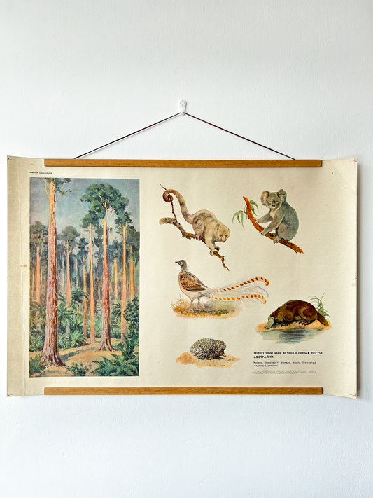 Original Soviet Vintage Educational Wildlife Poster – Animal World of Australian Rainforests: Platypus, Koala, Echidna, Cuscus, Lyrebird | USSR School Chart