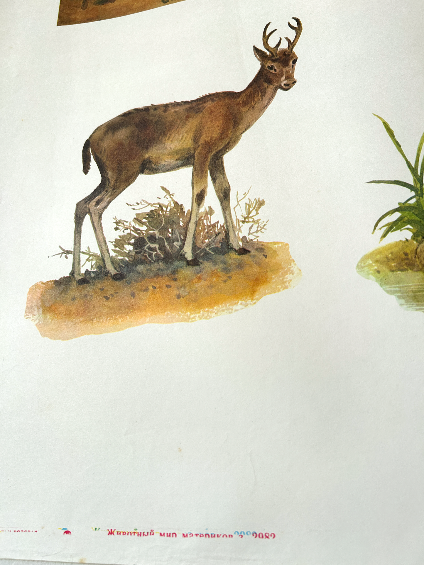 Original Soviet Vintage Educational Wildlife Poster – Animals of Savannas and Steppes of South America: Pampas Deer, Armadillo, Guanaco Llama, Nutria, Ostrich Nandu | USSR School Chart