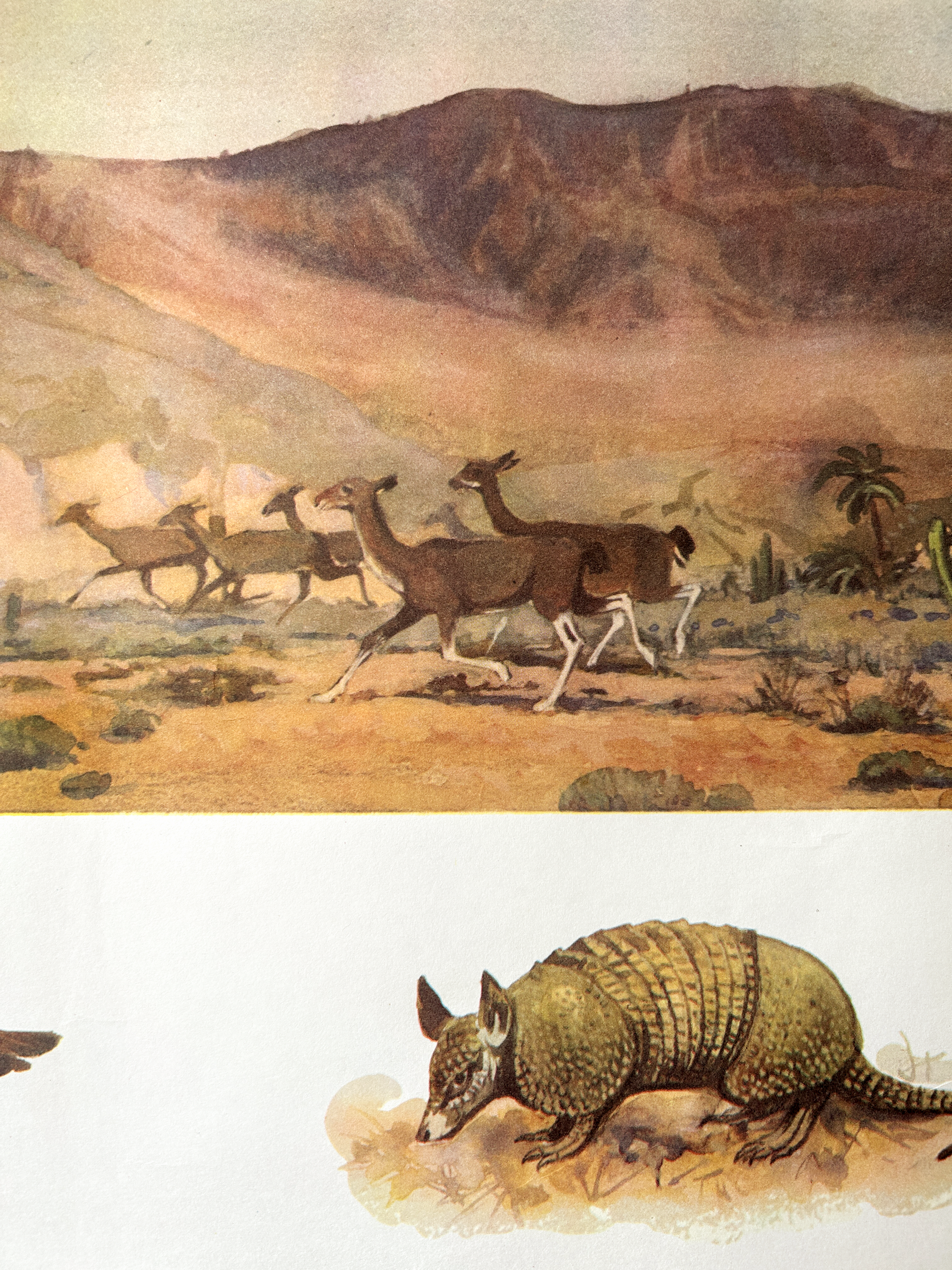 Vintage watercolour illustration of armadillos and Guanaco llamas in South American desert landscape with mountains in the background