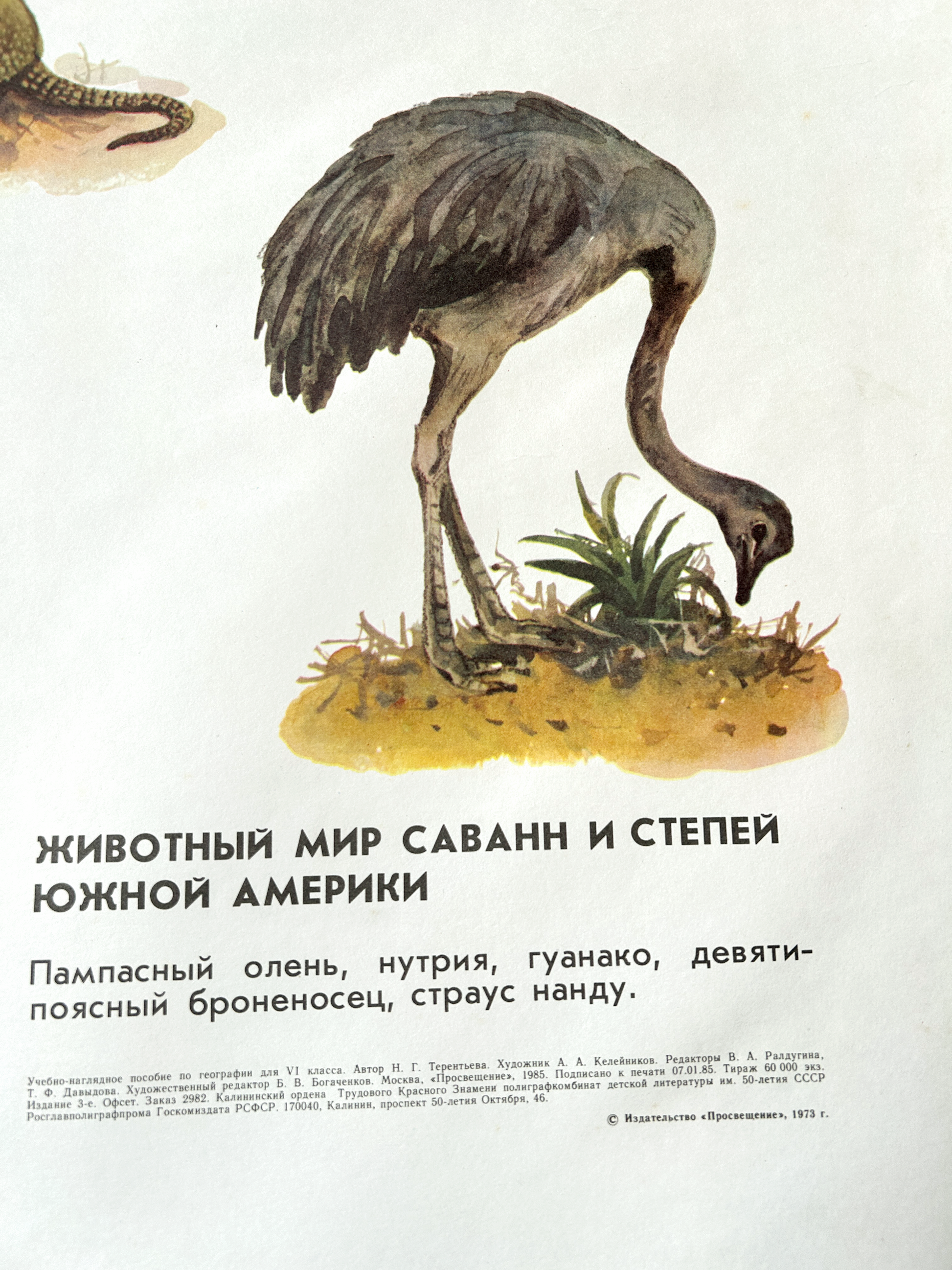 Illustration of a Nandu ostrich on a white background with text in Russian.