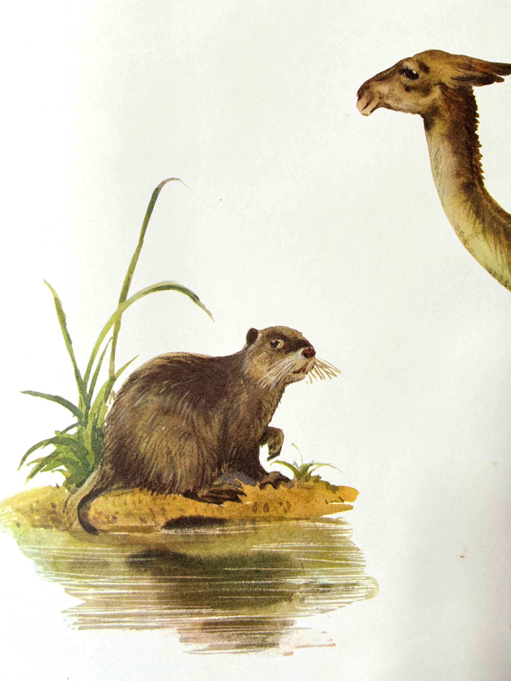 Vintage watercolour illustration of a nutria and Guanaco llama 