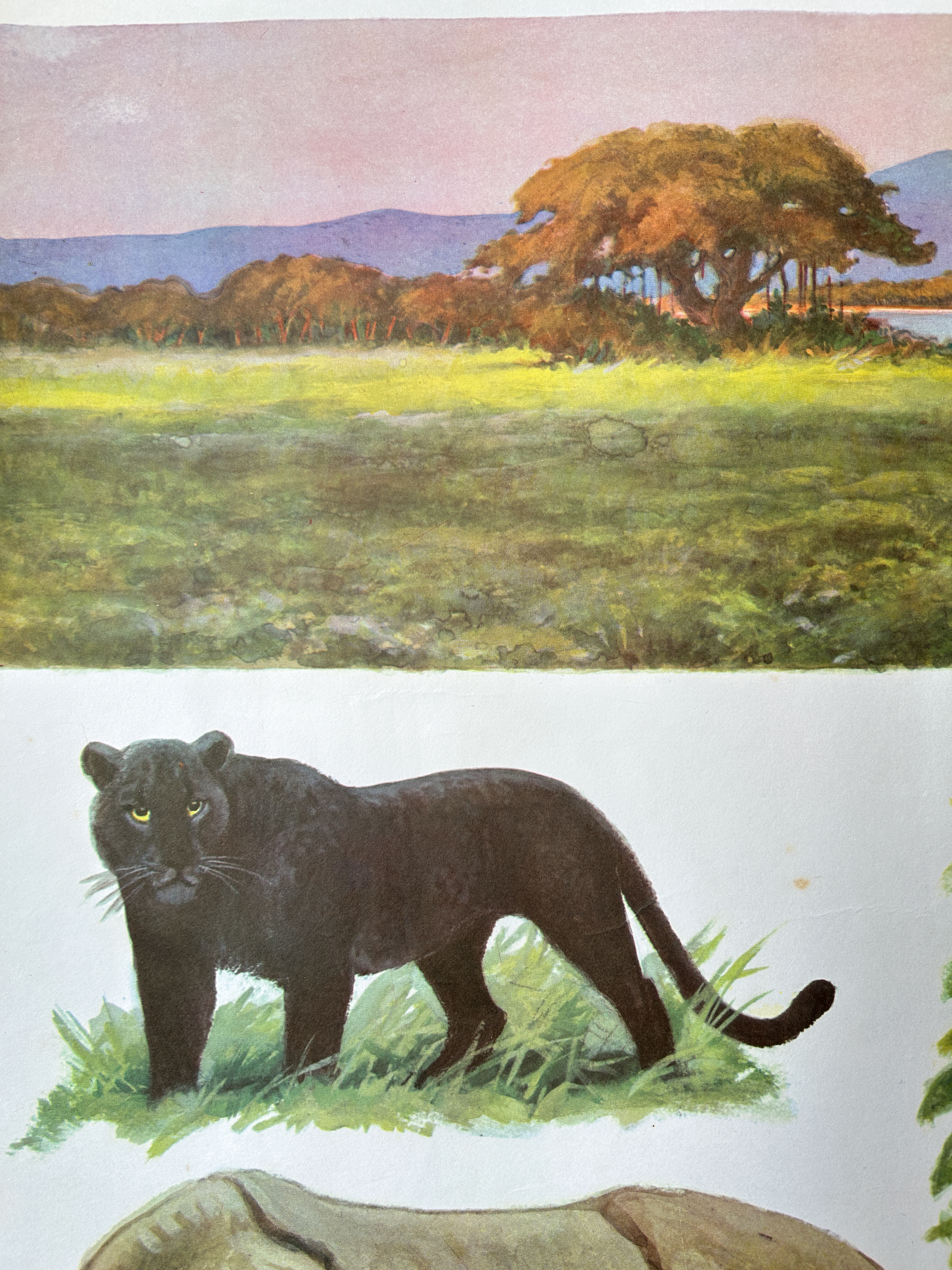 Detail of Soviet vintage school poster: Illustration of a black panther in a natural landscape with trees and grass.