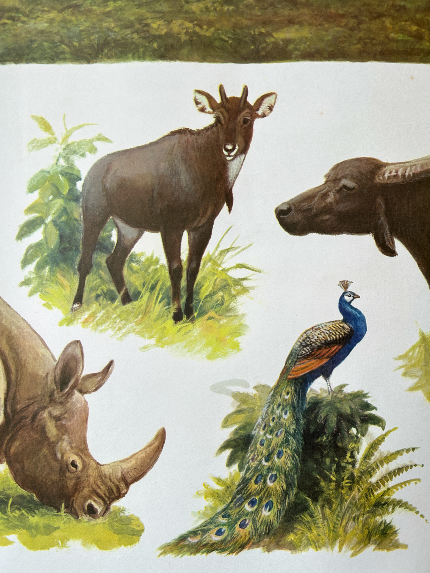 Soviet school poster detail: Illustration of a rhinoceros, peacock, and other animals on a white background