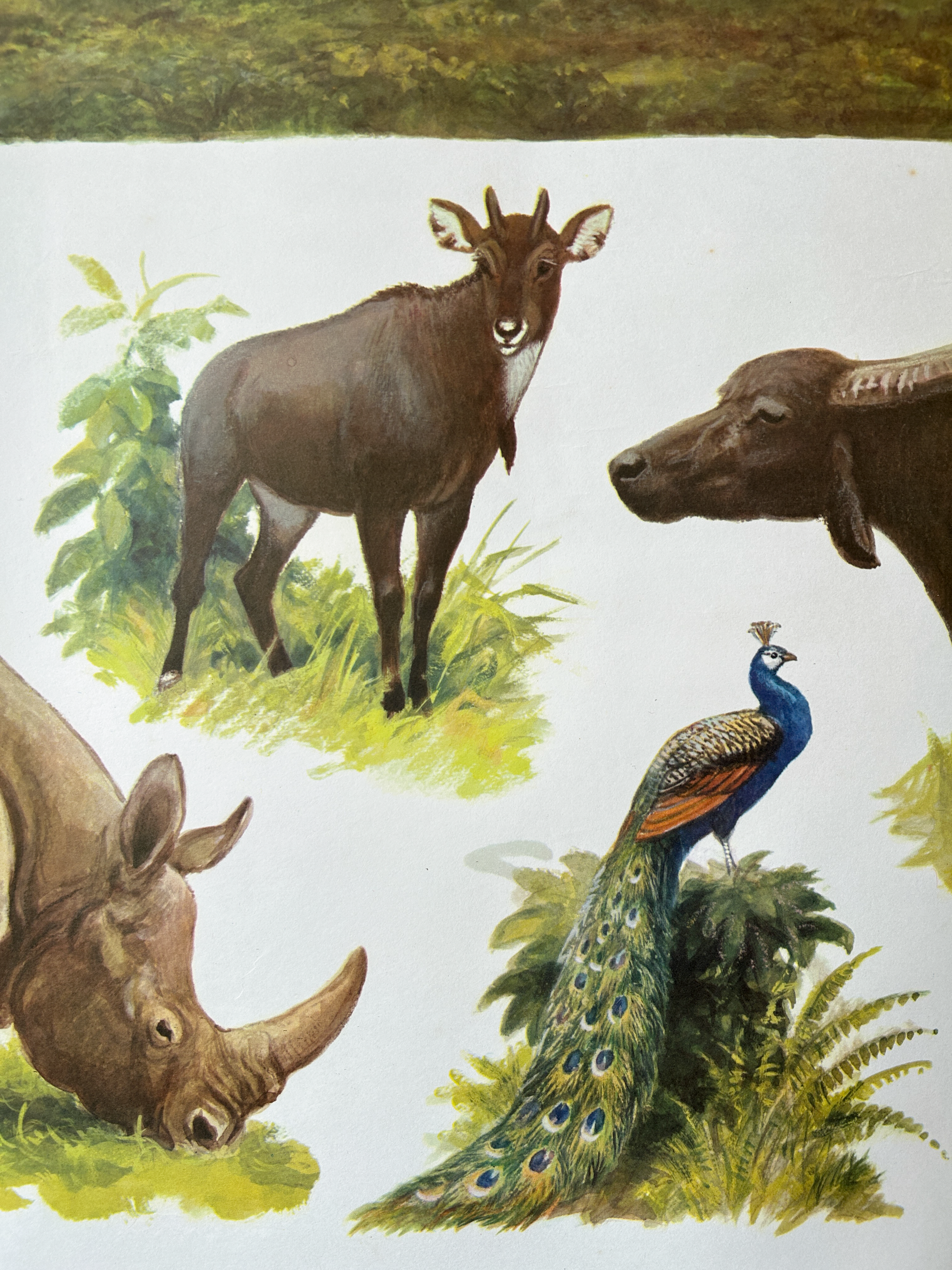 Soviet school poster detail: Illustration of a rhinoceros, peacock, and other animals on a white background
