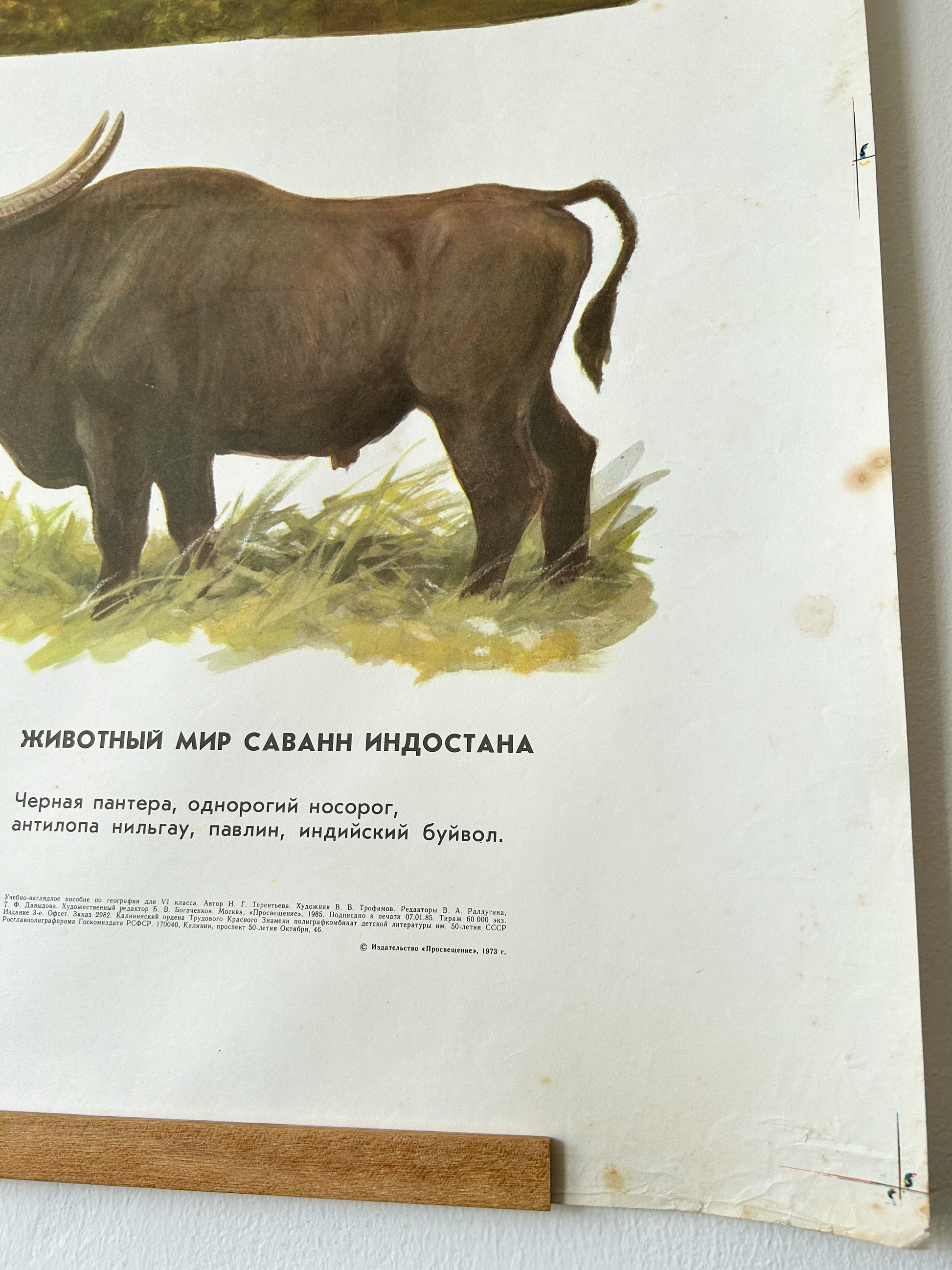 Vintage educational poster with an illustration of a bull on a white background