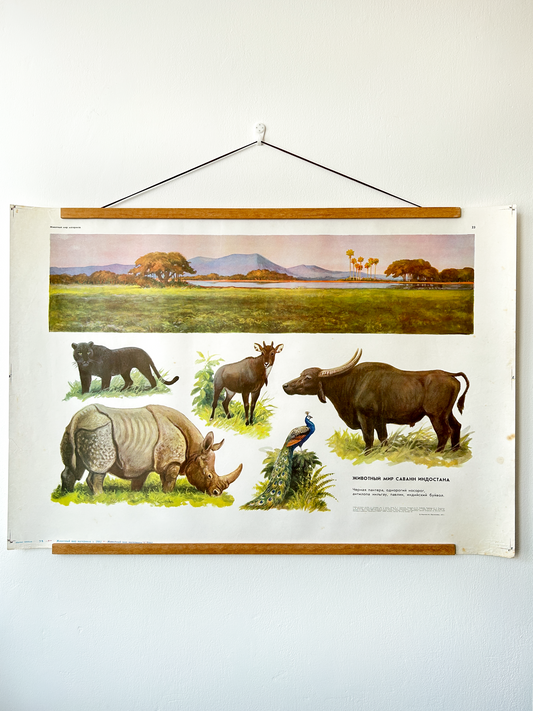 Soviet vintage educational poster on the wall. Poster features illustrations of animals commonly found in Indian grasslands: a black panther, one-horned rhinoceros, Indian buffalo, a nilgai antelope and a peacock. A beautiful panoramic view of their natural habitat in warm golden hour light.