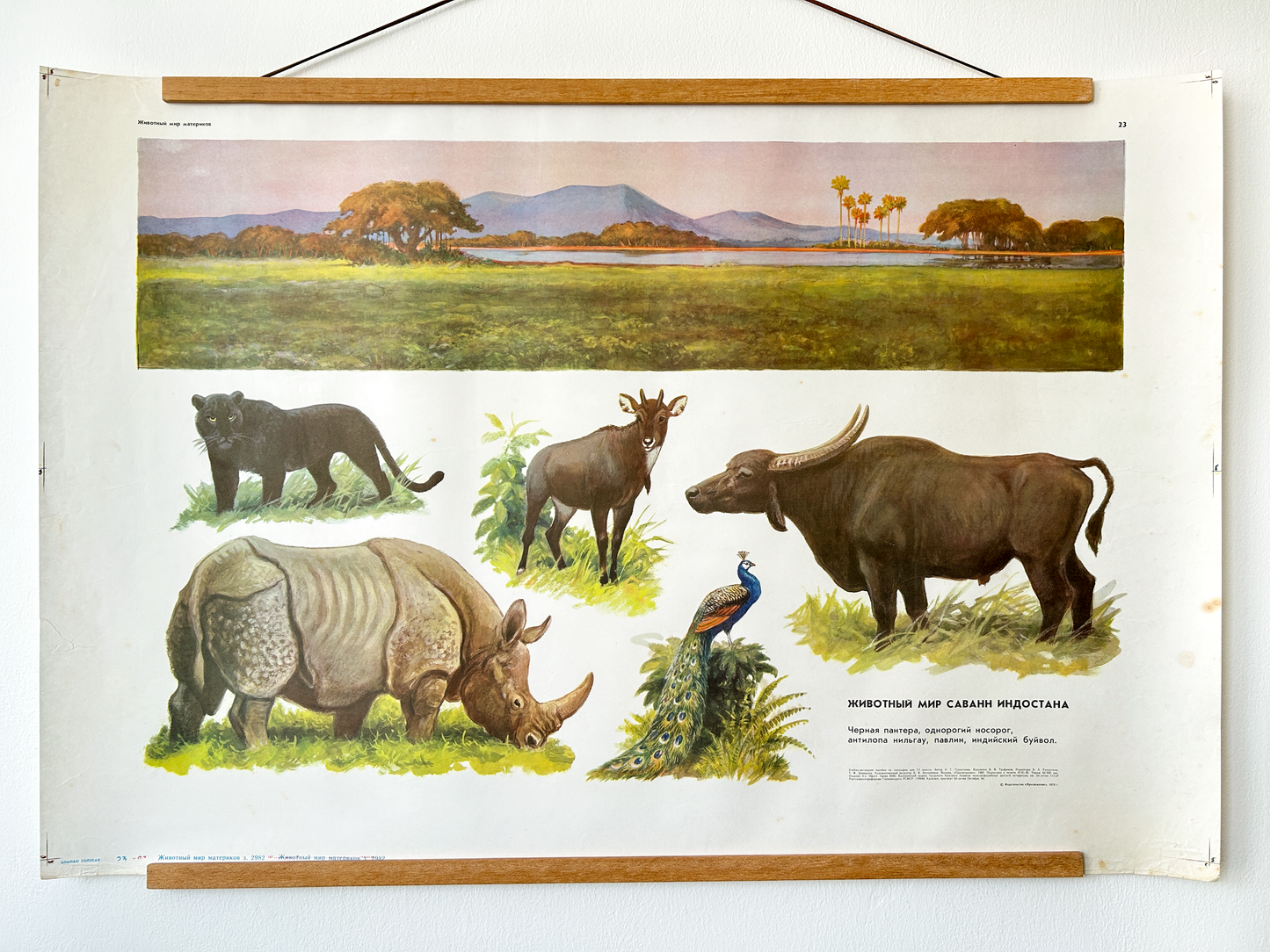 Soviet vintage educational poster on the wall in wooden frame. It features illustrations of animals commonly found in Indian grasslands: a black panther, one-horned rhinoceros, Indian buffalo, a nilgai antelope and a peacock. A beautiful panoramic view of their natural habitat in warm golden hour light.