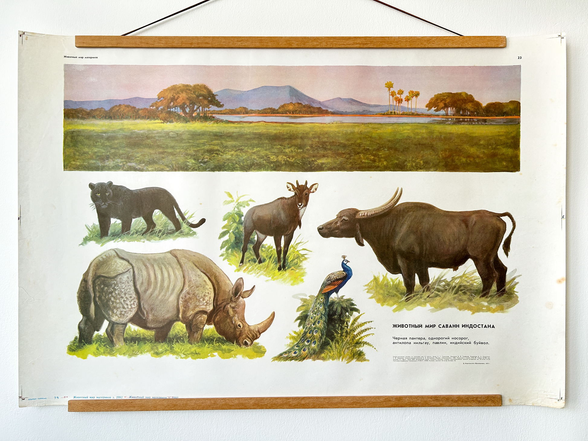 Soviet vintage educational poster on the wall in wooden frame. It features illustrations of animals commonly found in Indian grasslands: a black panther, one-horned rhinoceros, Indian buffalo, a nilgai antelope and a peacock. A beautiful panoramic view of their natural habitat in warm golden hour light.