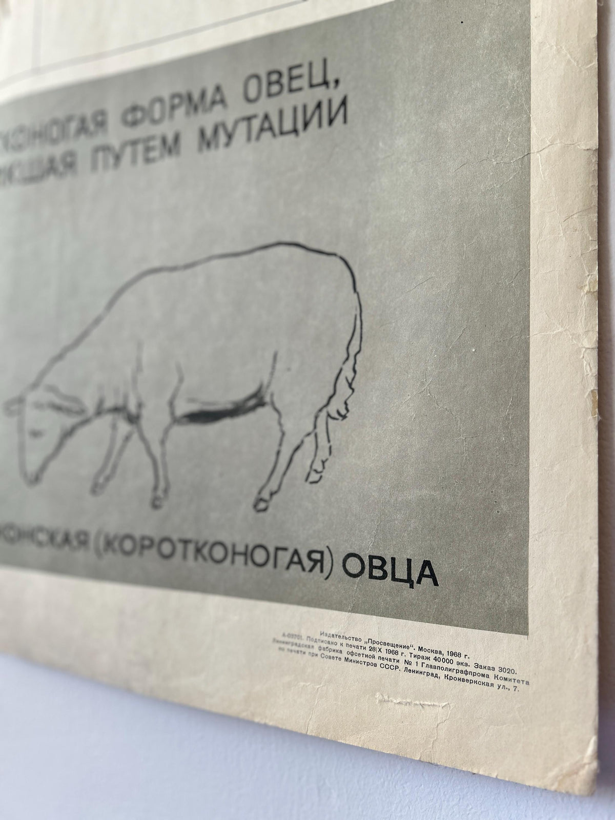 Mutant sheep, detail from a large original Soviet vintage biology school chart printed in USSR in 1968: "MUTATIONS in ANIMALS", Paper On Linen, a mid-century poster with illustrations of sheep, flies and a beetle.