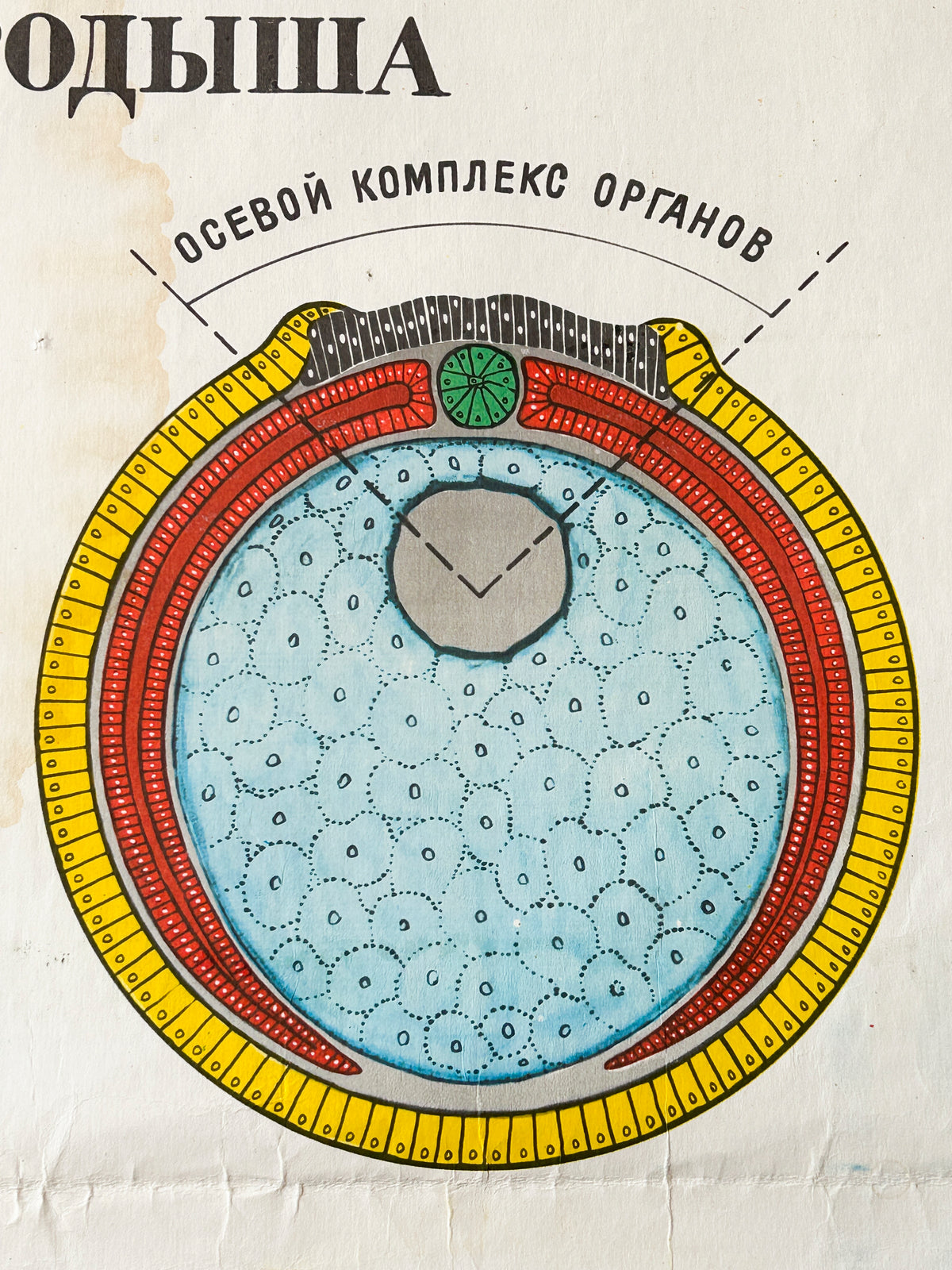 Organ system diagram – detail of a large original Soviet mid-century biology school chart, “INTERACTION OF PARTS OF A DEVELOPING EMBRYO", printed in the USSR in 1978 on paper with linen backing, an educational science poster.