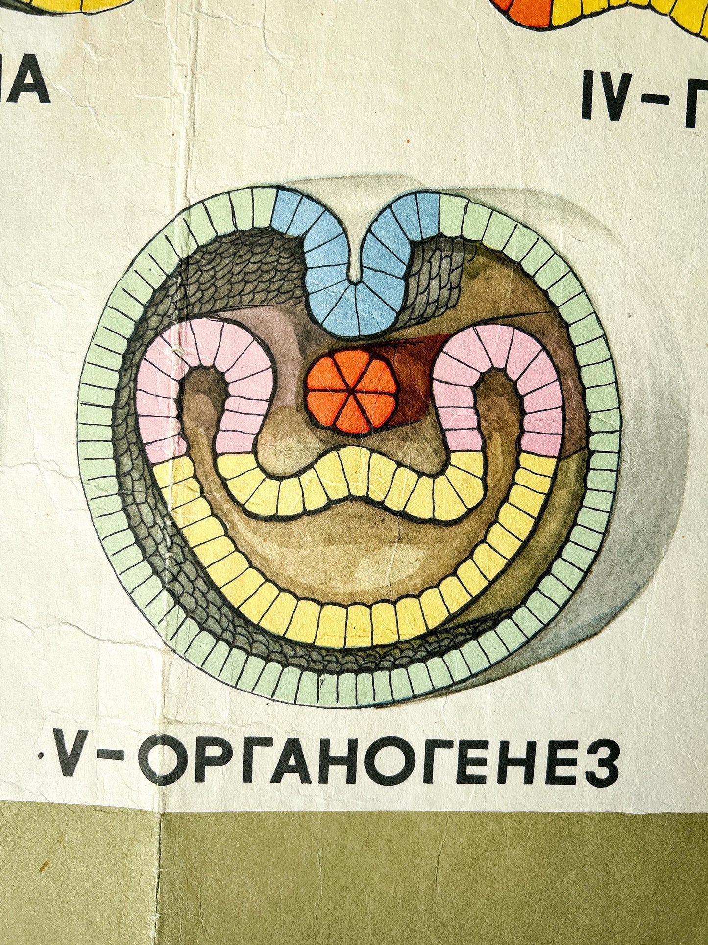 Detail of a large original Soviet vintage biology school chart: "Individual Development of Chordates, LANCET", printed in the USSR in 1968, on paper and linen, a mid-century educational science poster.