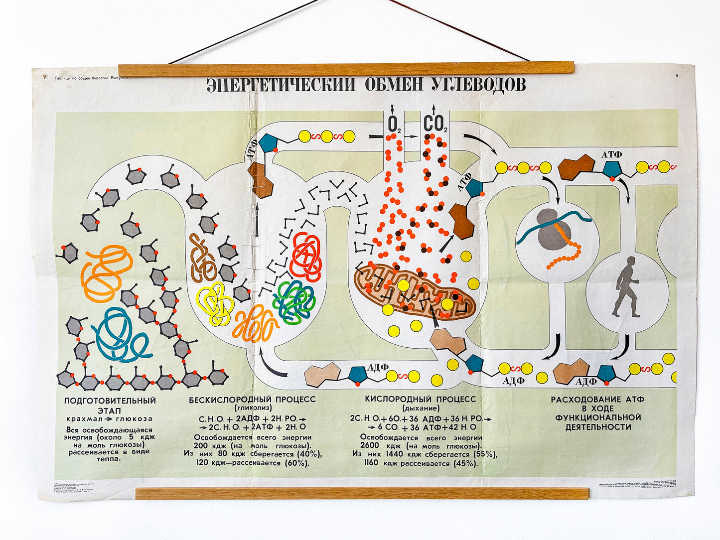 Large original Soviet vintage biology school chart "CARBOHYDRATE METABOLISM", printed in the USSR in 1978 on paper with linen backing, a colourful mid-century educational science poster.
