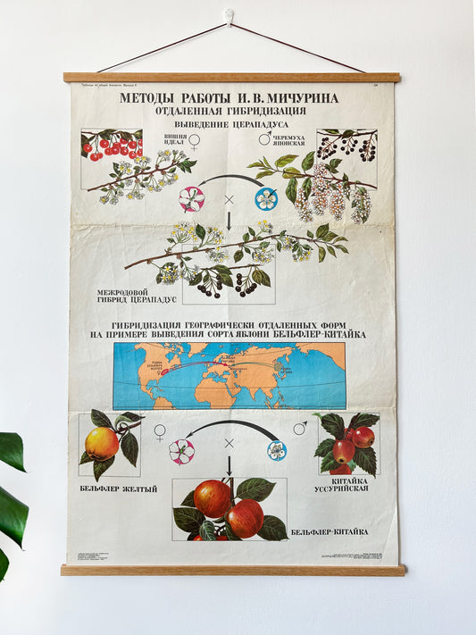 Large original Soviet mid-century biology school chart “Working Methods of I. V. Michurin, REMOTE HYBRIDISATION" printed in USSR, in 1978 on paper with linen backing, an educational science poster.