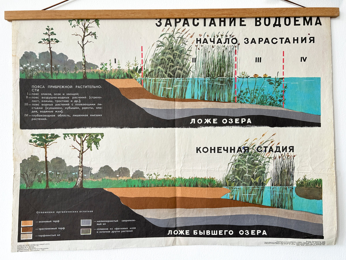 Soviet vintage educational school diagram printed in 1978 on paper with linen backing, showing the ecological succession of a lake: how it gradually fills with vegetation, transitions through different plant zones, and eventually turns into a peat bog or dry land.