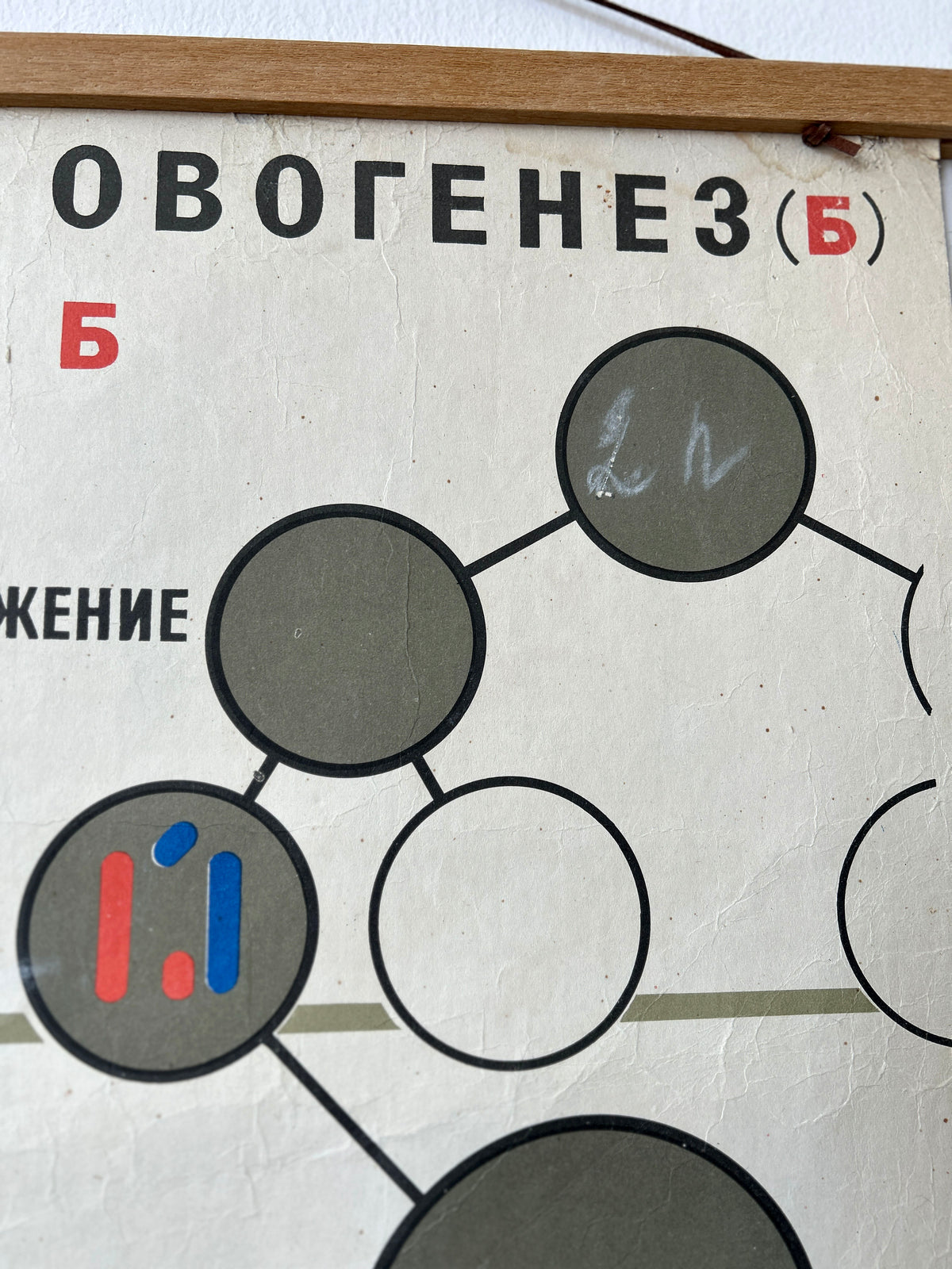Ovogenesis detail from a large original Soviet vintage biology school chart, "SPERMATOGENESIS and OVOGENESIS", printed in the USSR in 1968 on paper with linen backing, an educational science poster on conception.