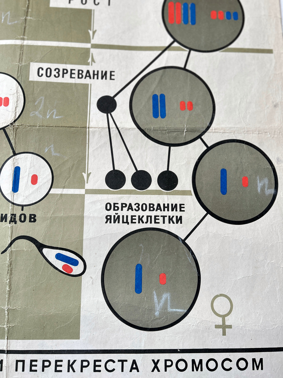 Ovogenesis diagram of human egg development – a detail from a large original Soviet vintage biology school chart "SPERMATOGENESIS and OVOGENESIS", printed in the USSR in 1968 on paper with linen backing, an educational science poster about conception.