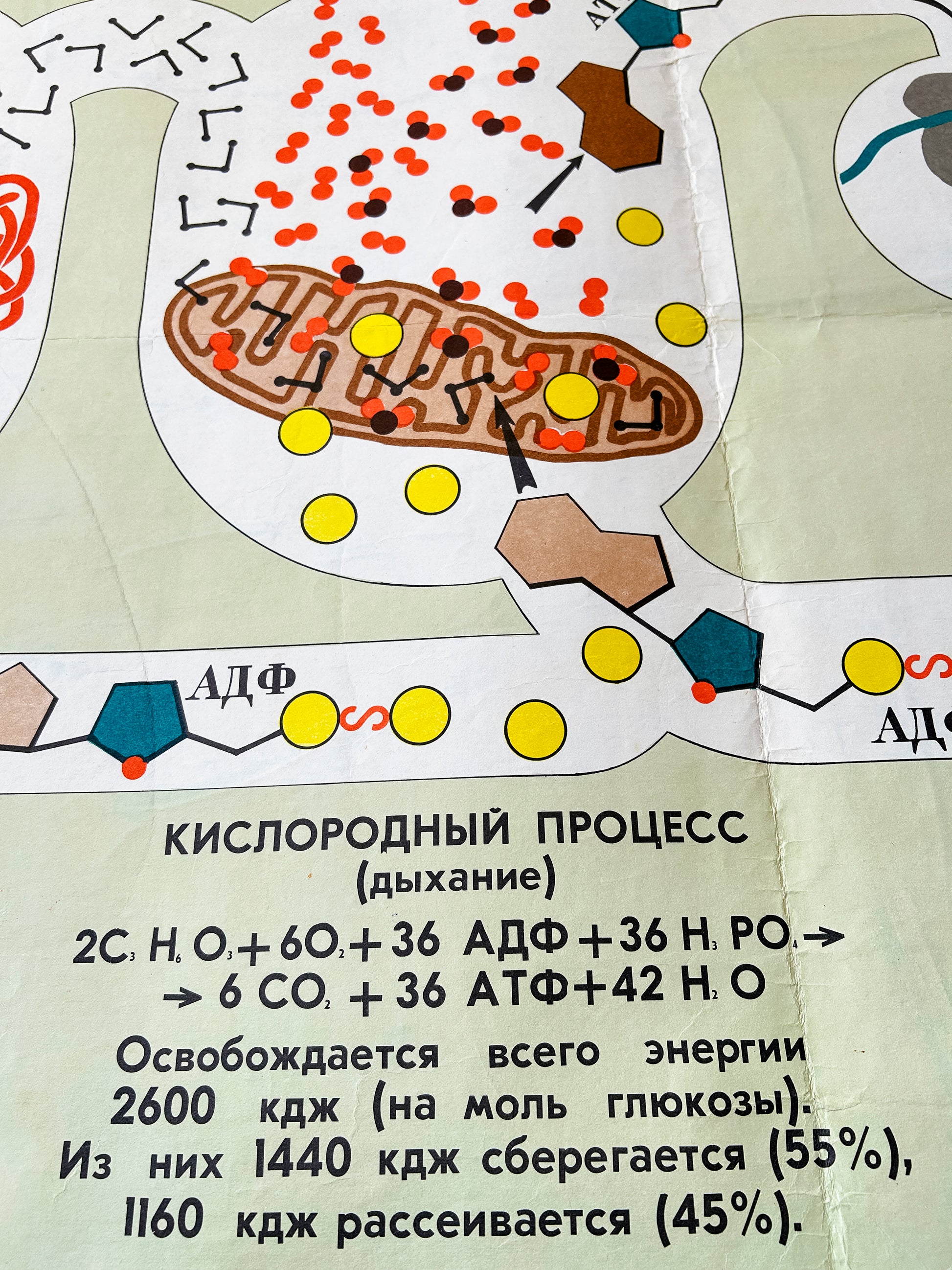 Oxygen process (breathing) detail of a Soviet vintage biology school chart "CARBOHYDRATE METABOLISM", printed in the USSR in 1978 on paper with linen backing, a colourful mid-century educational science poster. 