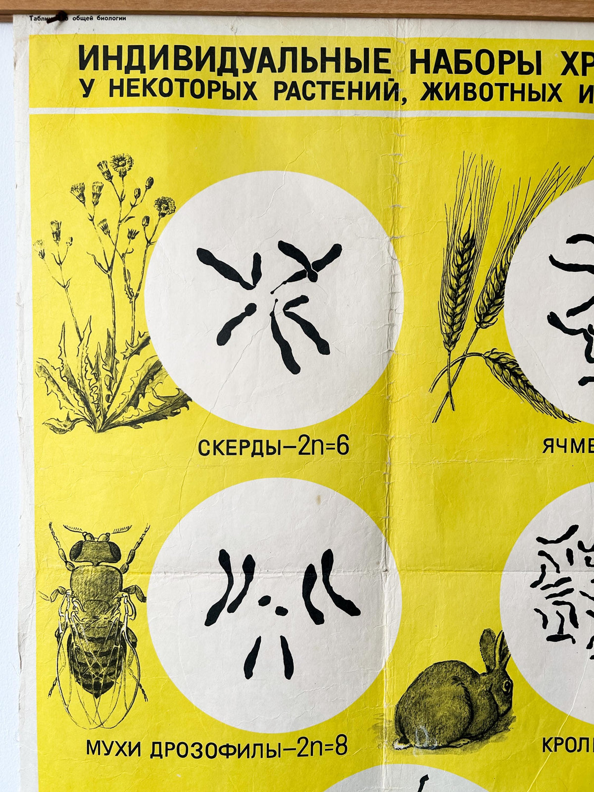 Fly, rabbit and wheat chromosomes – detail of a large original Soviet vintage biology school chart, "Sets of Chromosomes in Plants, Animals & Humans", printed in the USSR in 1968 on paper with linen backing, an educational mid-century poster.