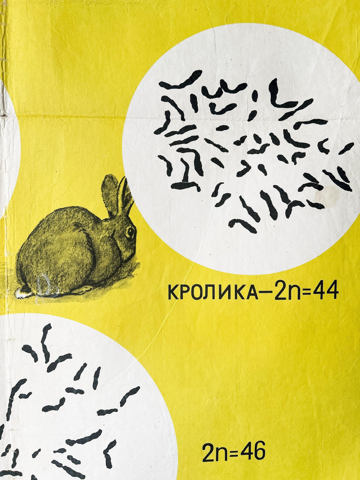 Rabbit and its chromosomes – detail from a large original Soviet vintage biology school chart, "Sets of Chromosomes in Plants Animals & Humans", printed in USSR in 1968 on paper with linen backing, an educational mid-century poster.