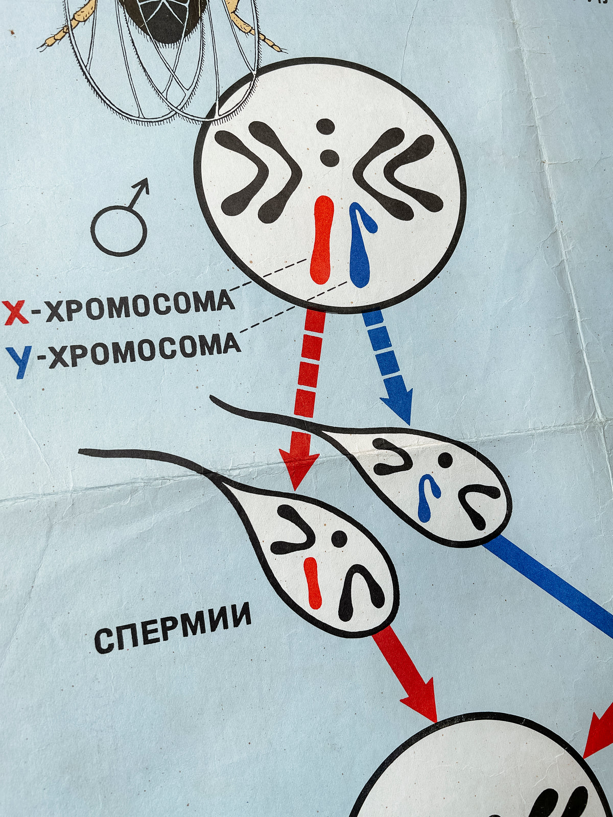 Diagram of sex chromosome inheritance with sperm cells labelled 'X' and 'Y' detail of a large original Soviet vintage biology school chart, "CHROMOSOMAL MECHANISM OF SEX DETERMINATION", printed in 1968 in the USSR on paper with linen backing, a mid-century educational poster and a science diagram.