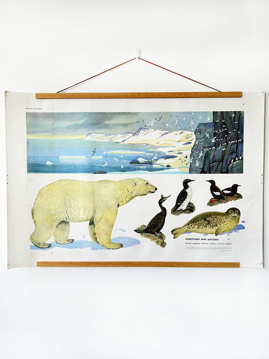 An original Soviet vintage large educational poster depicting the wildlife of the Arctic: polar bear, penguins, seals, birds and a polar landscape – USSR biology & geography school aid.