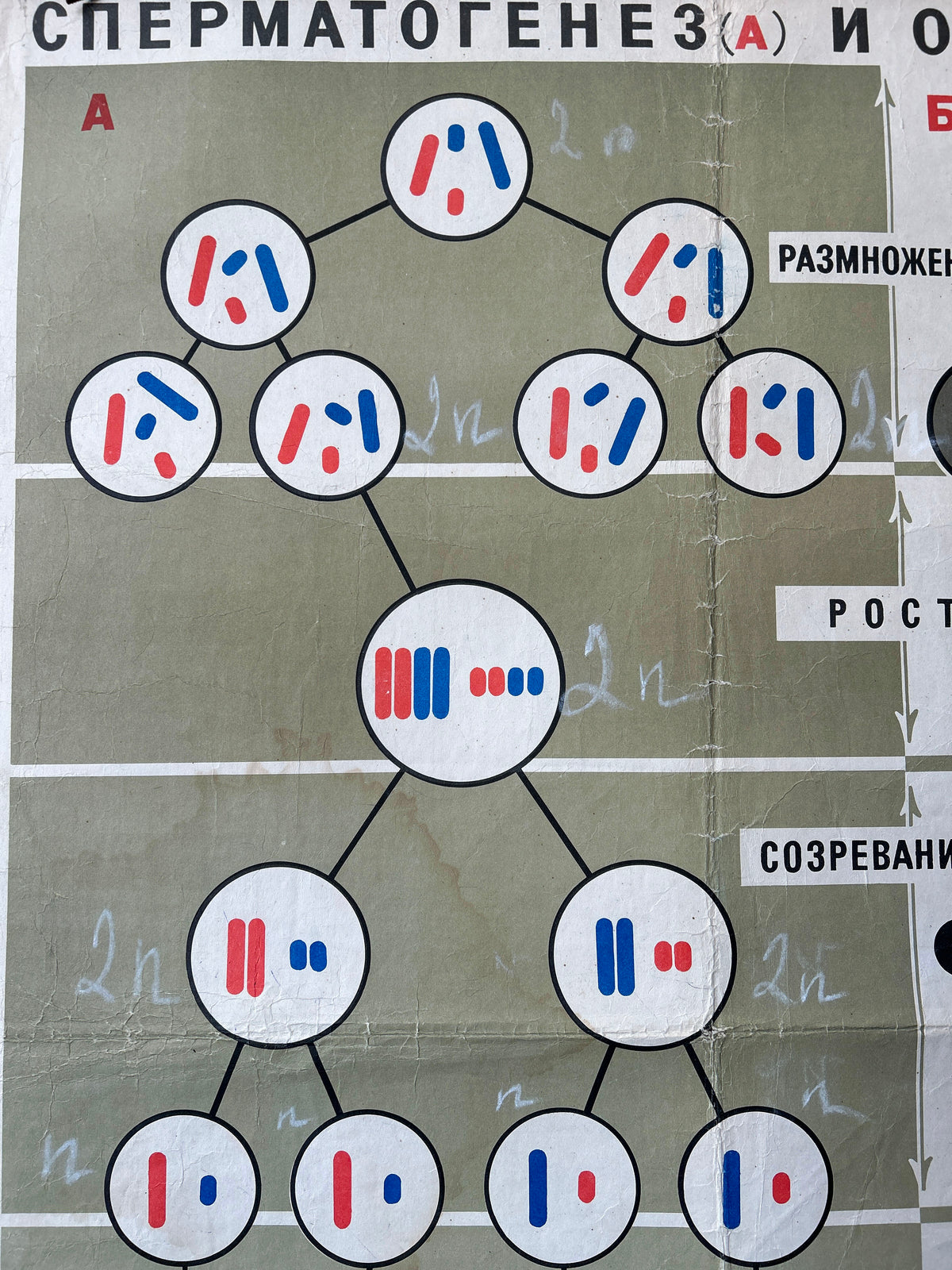 Spermatogenesis diagram detail from a large original Soviet vintage biology school chart "SPERMATOGENESIS and OVOGENESIS", printed in the USSR in 1968 on paper with linen backing, an educational science poster about conception.