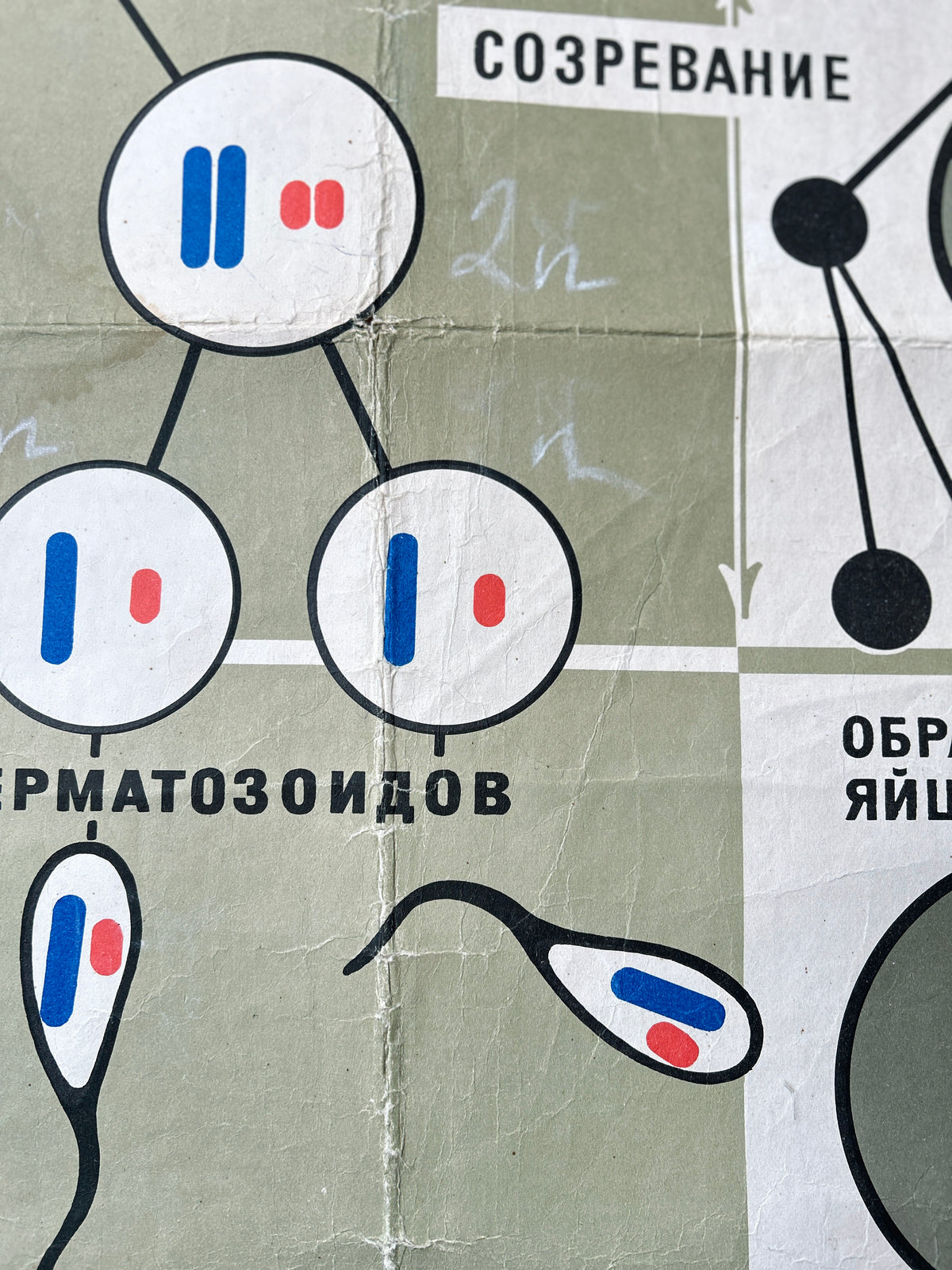 Diagram of spermatozoa detail from a large original Soviet vintage biology school chart "SPERMATOGENESIS and OVOGENESIS", printed in the USSR in 1968 on paper with linen backing, an educational science poster about conception.