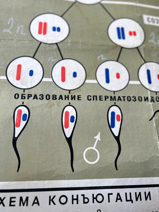 Spermatozoid formation detail of a large original Soviet vintage biology school chart "SPERMATOGENESIS and OVOGENESIS", printed in the USSR in 1968 on paper with linen backing, an educational science poster on conception.