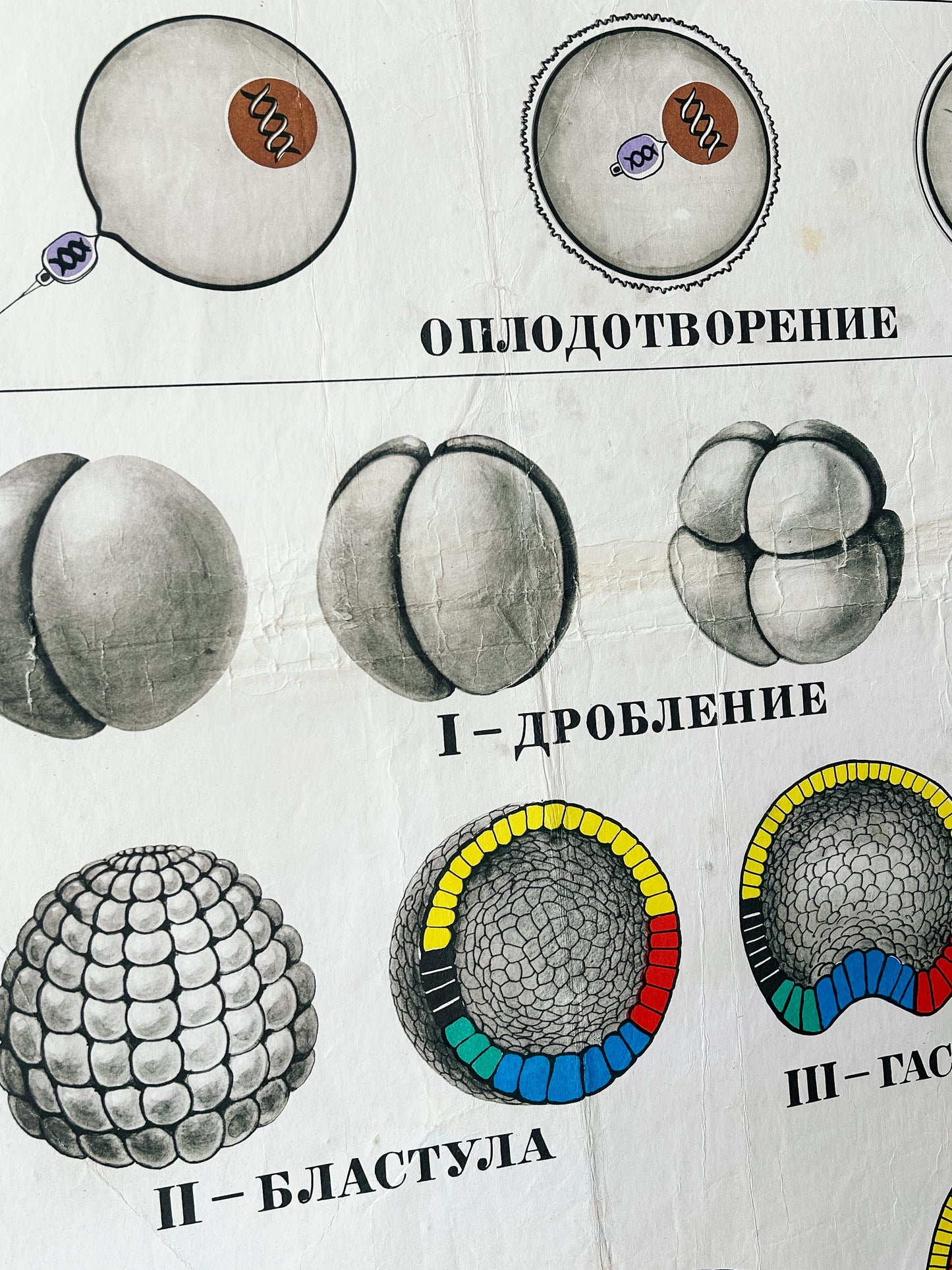 Stages of cell division – detail of a large original Soviet vintage biology school chart, "Individual Development of Chordates, LANCET", printed in the USSR in 1978 on paper with linen backing, a mid-century educational science poster.