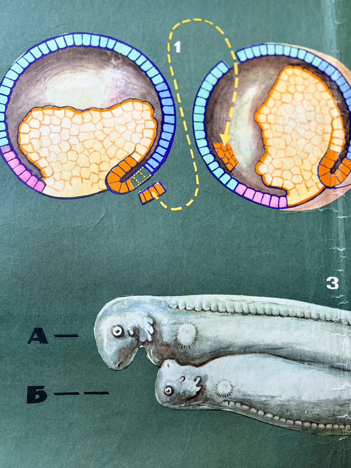 Close-up of a large original Soviet vintage biology school chart, "Interaction of Parts of a Developing Embryo, example: Triton", printed in the USSR in 1968 on paper with linen backing, a mid-century educational science poster. 