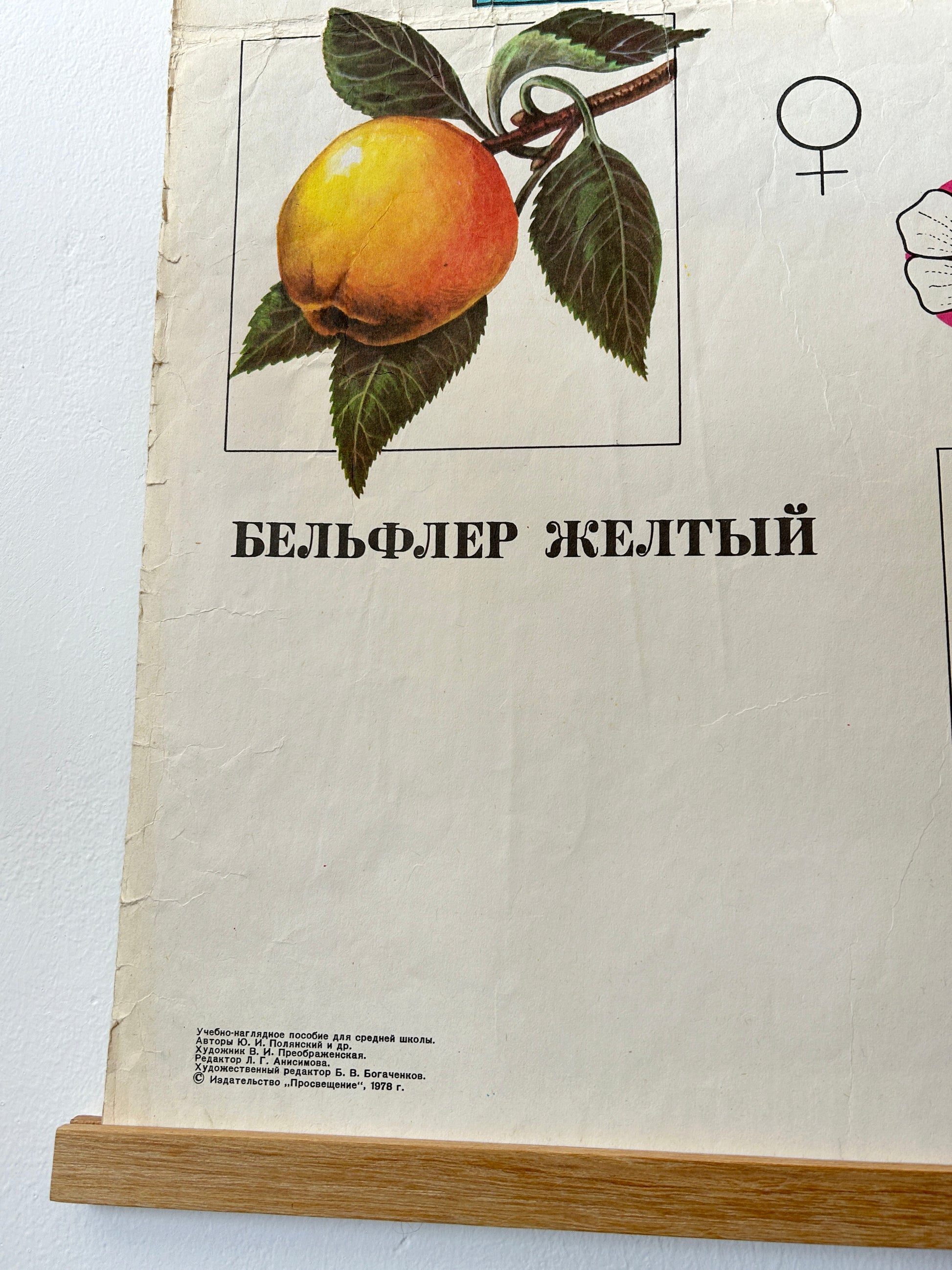 Yellow apple detail from a large original Soviet mid-century biology school chart, “Working Methods of I. V. Michurin, REMOTE HYBRIDISATION" of apple varieties, printed in the USSR in 1978 on paper with linen backing, an educational science poster.