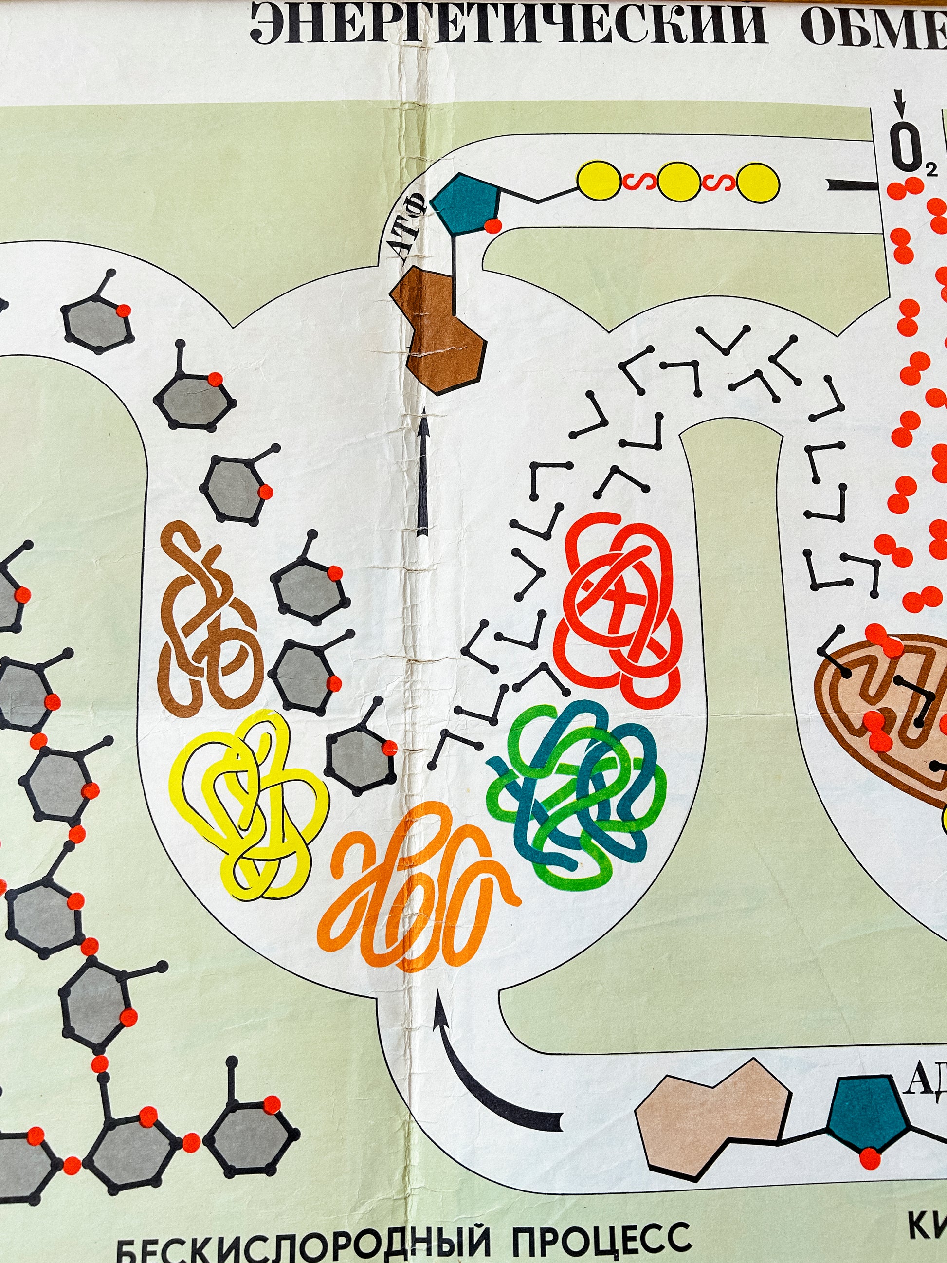 Metabolism of carbohydrates: OXYGEN-FREE PROCESS (glycolysis) – detail of the original Soviet vintage biology school chart "CARBOHYDRATE METABOLISM", printed in the USSR in 1978 on paper with linen backing, a colourful mid-century educational science poster.