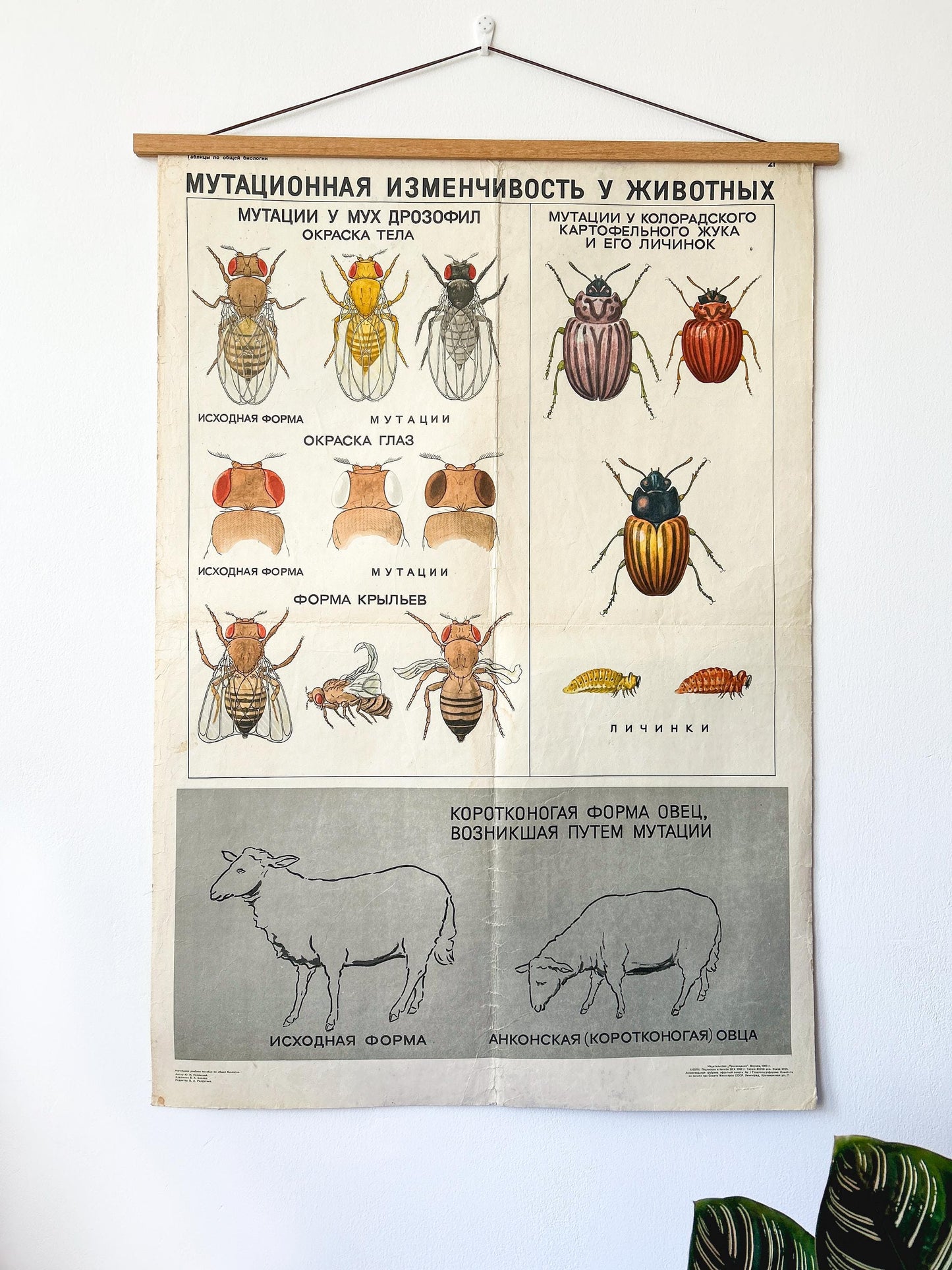1968 MUTATIONS in ANIMALS Large Soviet Vintage Biology School Chart, Paper On Linen 67x96cm USSR Mid Century Poster: Sheep, Flies, Beetle